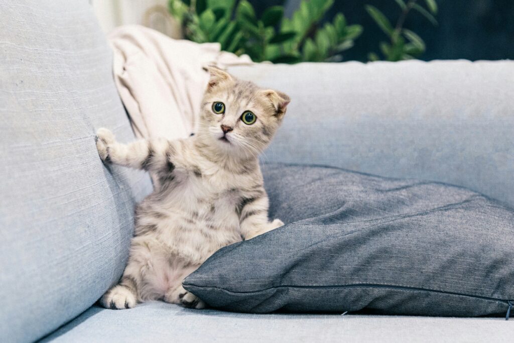 Pet Policy Strategies for Landlord Success