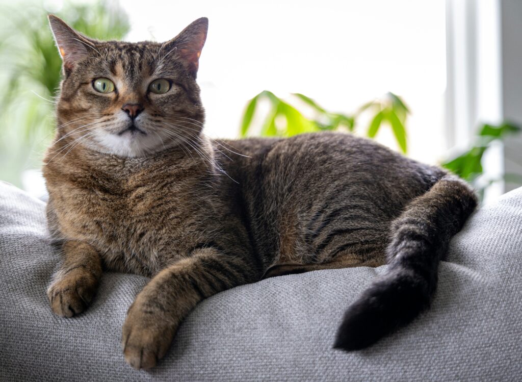 Crafting a Pet Policy for Rental Properties